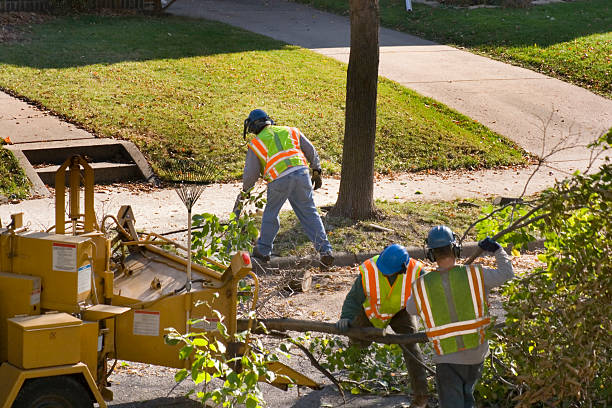 Zeigler, IL Tree Removal and Landscaping Services Company